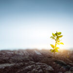 Seeding plant on stone ground